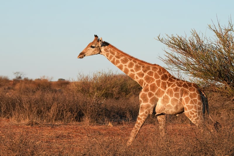 Giraffe in the savannah