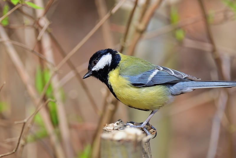 Bird in the wild